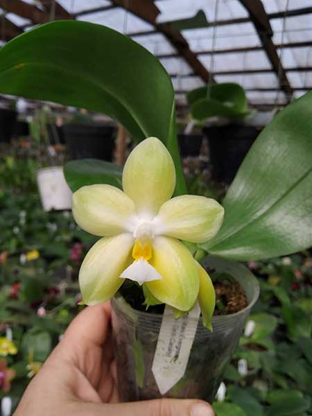 Phalaenopsis Chang Maw Evergreen x Yungho Gelb Canary.jpg