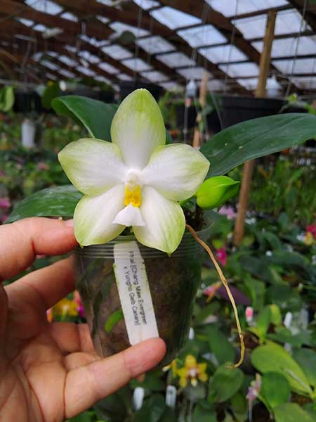 Phalaenopsis Chang Maw Evergreen x Yungho Gelb Canary.jpg