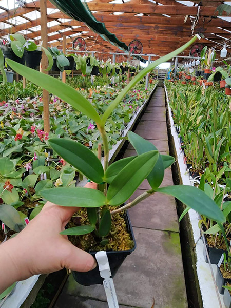 Cattleya intermedia (sanguinea trilabelo 'Sombra' x trilabelo vinicolor 'Gomes').jpg