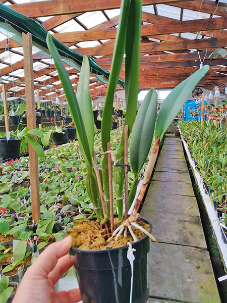 Cattleya eldorado orlata x SELF.jpg