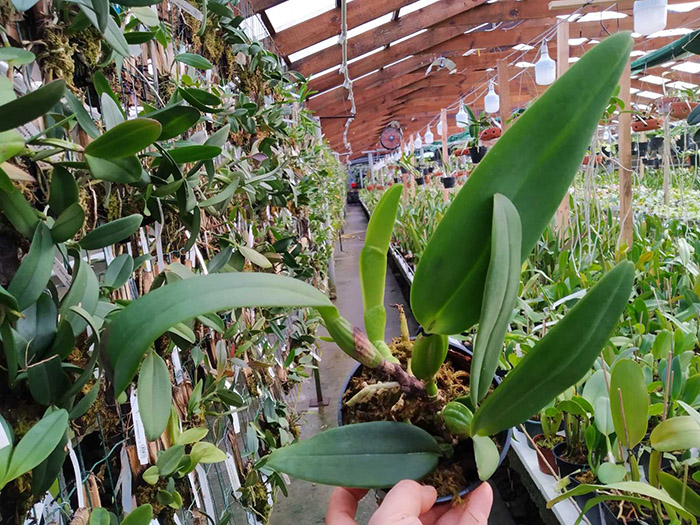 Cattleya warneri (albescens venosa 'Da Josefina' x amesiana 'Mem R Kautsky').jpg