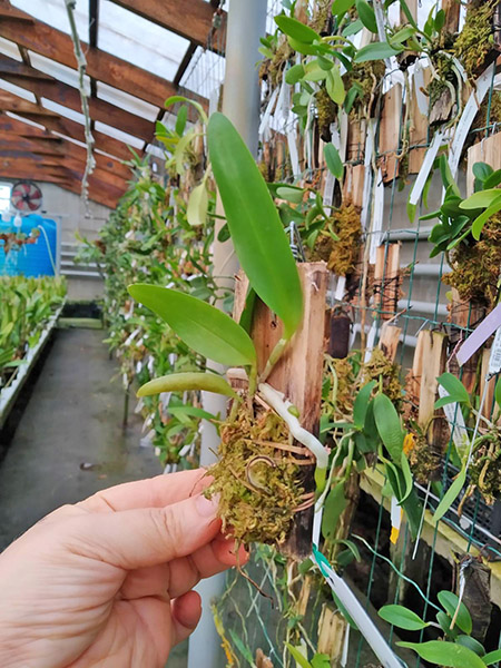 Cattleya leopoldii coerulea trilabelo 'Mariah' x 'Divina'.jpg