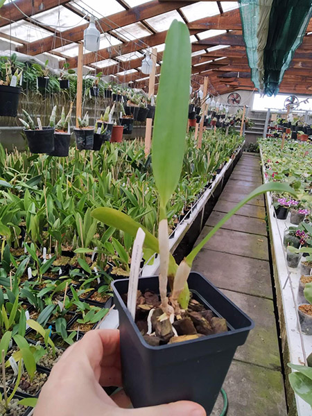 Cattleya warscewiczii coerulea 'La Floresta' x self.jpg