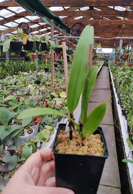 Cattleya warscewiczii coerulea 'Perfecta' x self.jpg