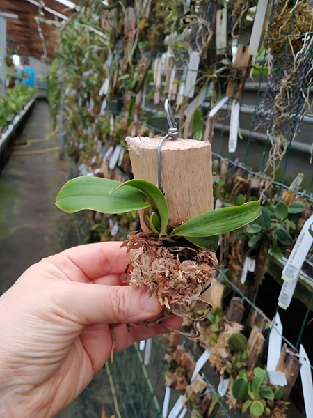 Cattleya nobilior lineata 'Porcao dobrada' x self.jpg