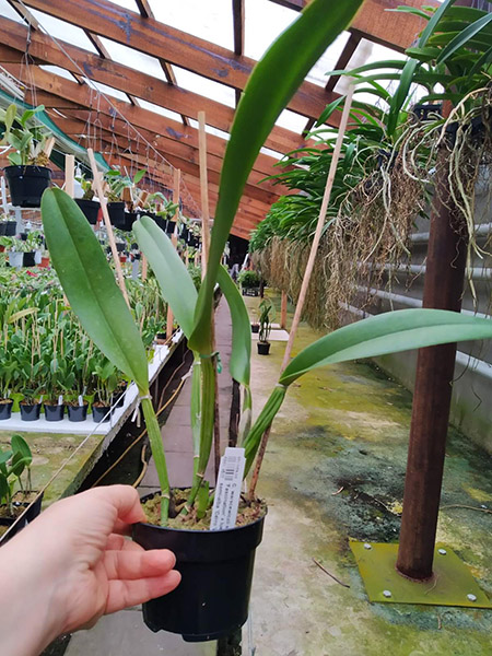 Cattleya warscewiczii semi-alba 'Fascination' x lueddemanniana semi-alba 'Cerro Verde'.jpg