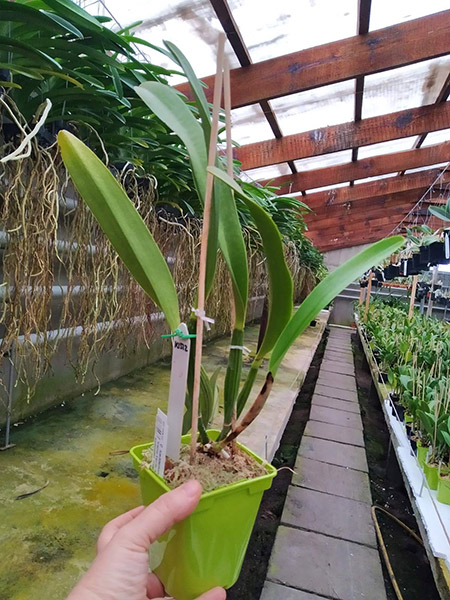 Cattleya lueddemanniana semi-alba 'Cerro Verde' x warscewiczii semi-alba 'FMB'.jpg