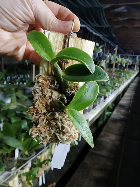 Cattleya nobilior coerulea.jpg