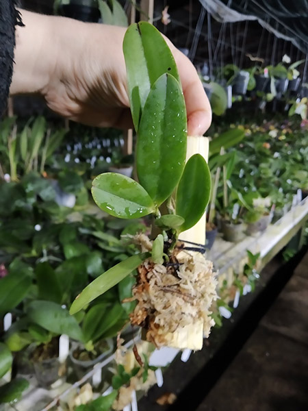 Cattleya aclandiae albescens 'Cocobongo' x self.jpg