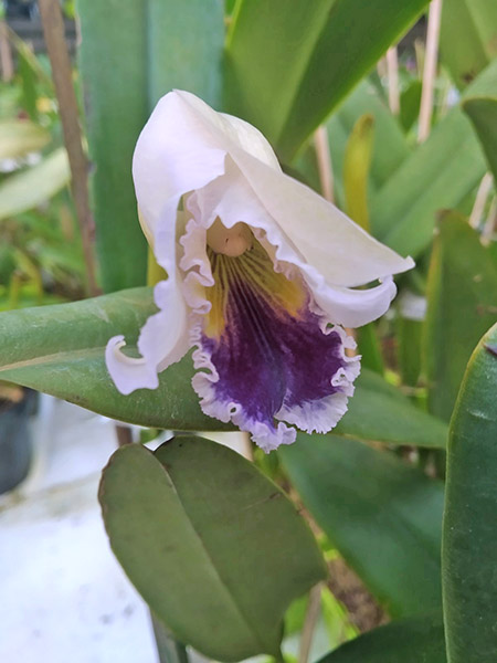 Cattleya labiata coerulea x self.jpg