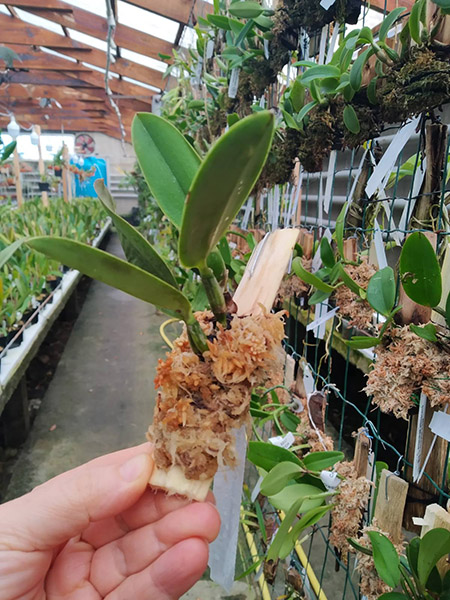 Cattleya walkeriana rubra 'Galopeira' x self.jpg