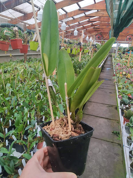 Cattleya trianae coerulea pincelada 'Heitor' x coerulea pincelada 'Majestade'.jpg