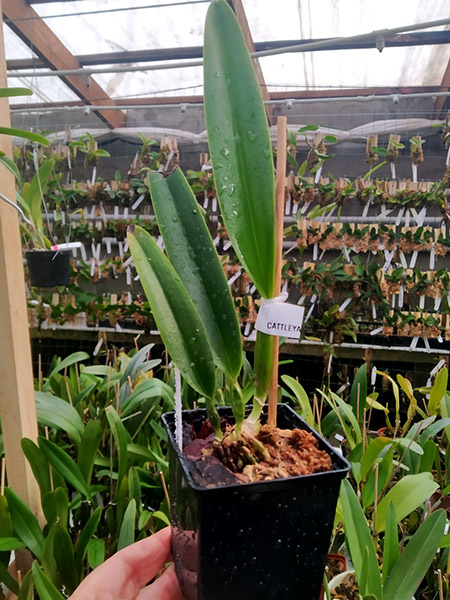 Cattleya percivaliana alba.jpg