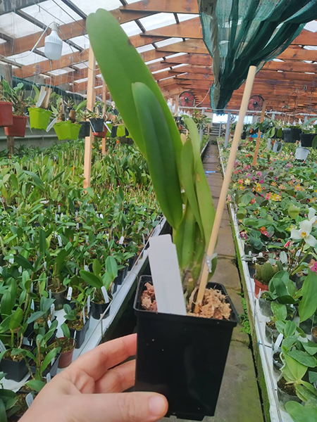 Cattleya quadricolor tipo x self.jpg