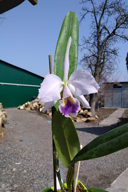 Cattleya labiata coerulea x self.jpg