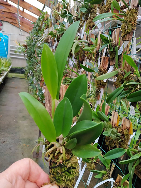 Laelia sincorana (delicata 'Orvalho' x concolor escura 'Diamantina').jpg