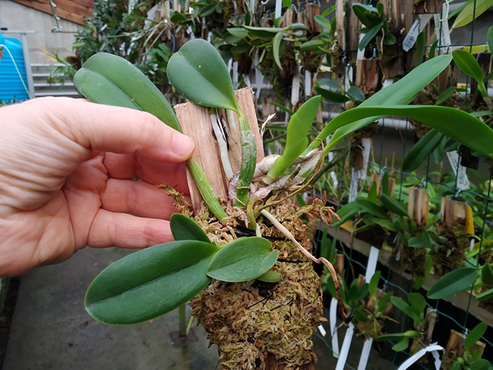 Laelia jongheana ('581' x rosada 'Ouro Preto').jpg