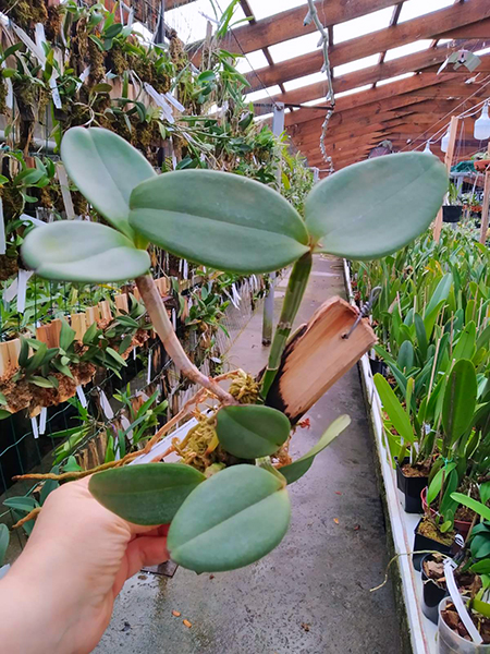 Cattleya schilleriana 'Guarapari' x '99'.jpg