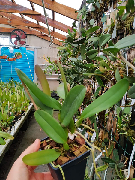 Cattleya warneri trilabelo 'EM' x warneri escura 'Belezinha'.jpg