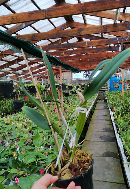 Cattleya percivaliana tipo ('Summit' x ‘Centro Remolacha').jpg