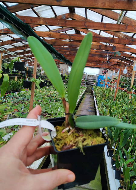 Cattleya eldorado (tipo 'Nr 1' x rubra flamea 'Flor de Gaia').jpg