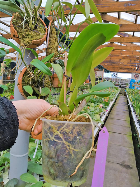 Cattleya gaskelliana 'Da Norma Dreher' x self.jpg