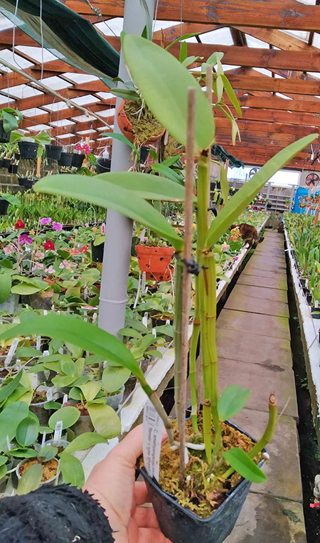 Cattleya amethystoglossa (escura 'Renato' x rubla 'Silvana').jpg