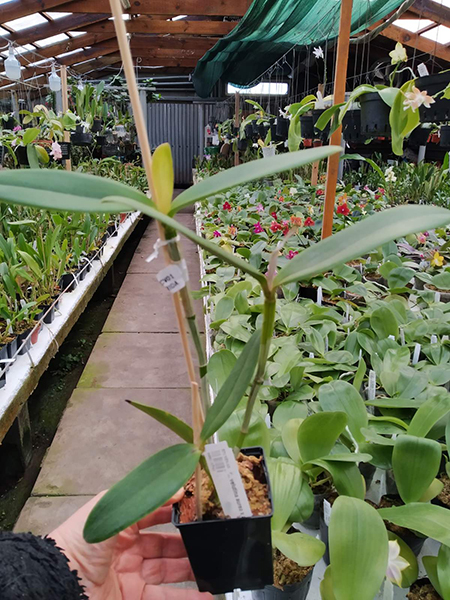 Cattleya velutina aurea x aurea.jpg