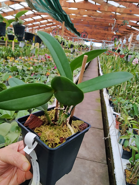 Cattleya leopoldii trilabelo ('Monte Verde' x 'AWZ').jpg