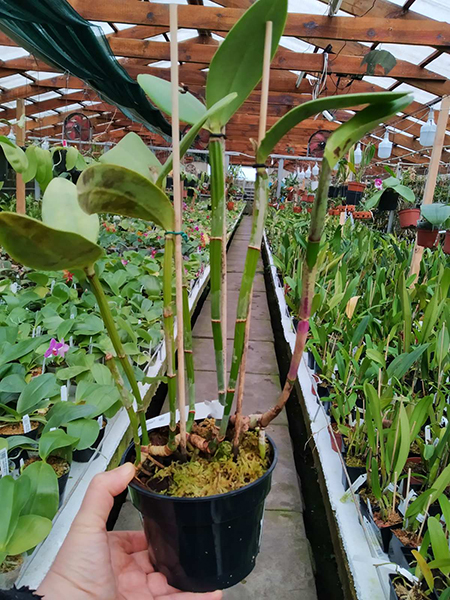 Cattleya loddigesii (pelorica x pelorica).jpg