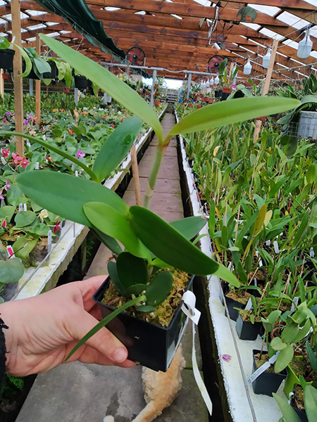 Cattleya intermedia (sanguinea trilabelo 'Sombra' x trilabelo vinicolor 'Gomes').jpg