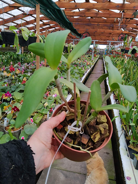 Cattleya intermedia 'Redonda' x intermedia pelorica 'Maravilha'.jpg