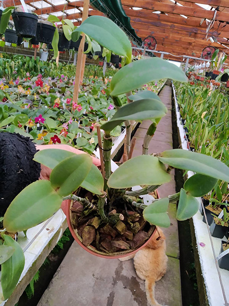 Cattleya intermedia orlatao 'AWZ' x intermedia 'Quantum'.jpg