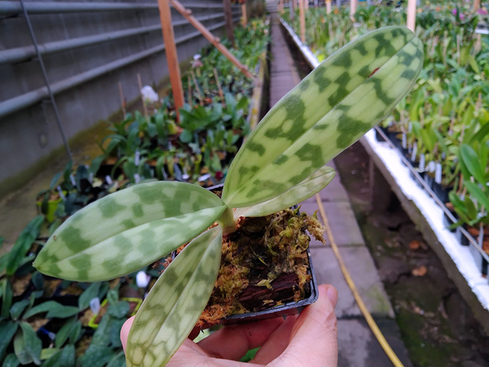 Paphiopedilum hookerae.jpg