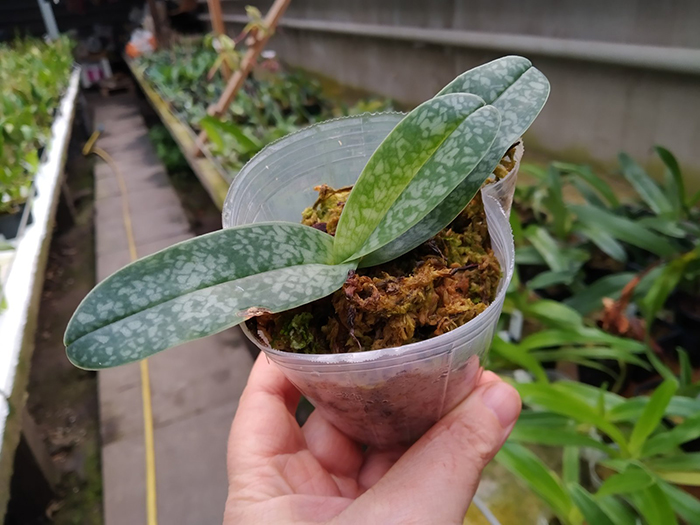 Paphiopedilum concolor alba 'MS' x self.jpg