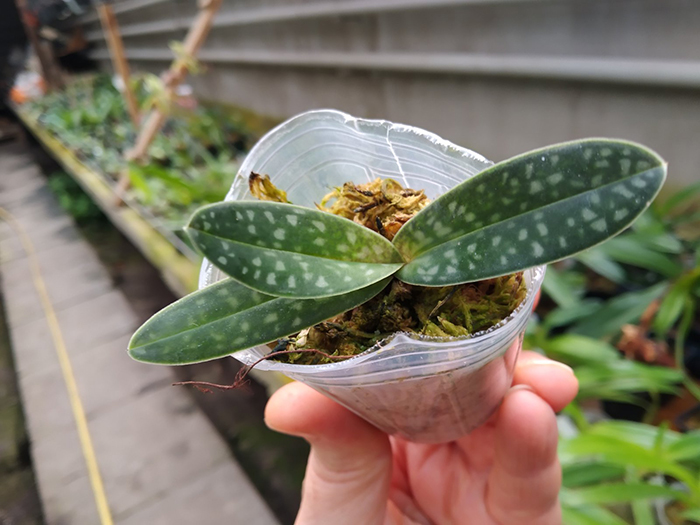 Paphiopedilum thaianum.jpg