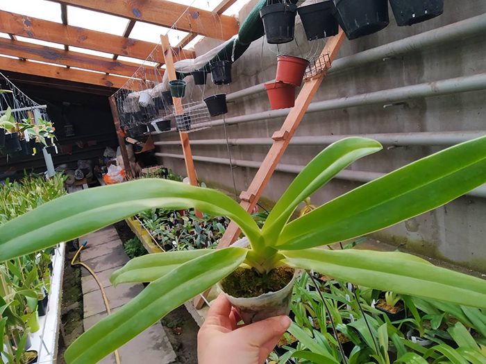 Paphiopedilum Prince Edward of York (rothschildianum x sanderianum).jpg