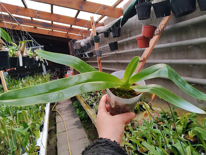 Paphiopedilum Shin Yi Sanders x sanderianum.jpg