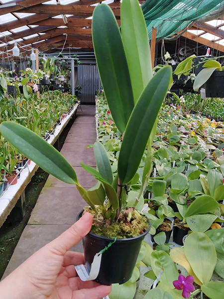 Cattleya mendelli concolor 'Bucaramanga' x SELF.jpg