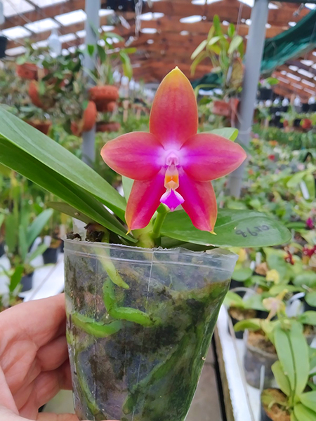 Phalaenopsis LD's Bear King 'Bronze' x Mituo Princess 'Blue'.jpg