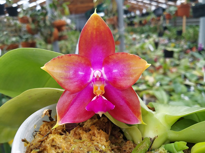 Phalaenopsis Ld's Bear King 'YK-14' x (Ya-Yi Qin x Yin's Bellina Kaiulani).jpg