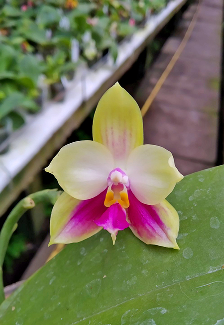 Phalaenopsis (Yaphon Evergreen x Zheng Min Muscadine ) 'Red Ribbon'.jpg