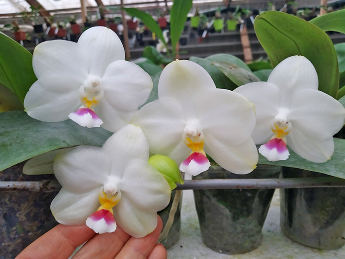 Phalaenopsis Mituo Diamond Canary 'Z'.jpg