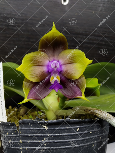 Phalaenopsis Mituo Princess 'Blue-10'.jpg