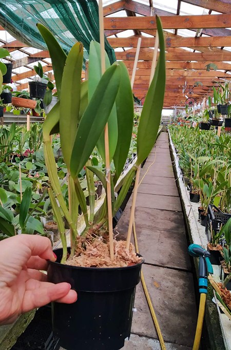 Cattleya lueddemanniana rubra 'W' x ('Fennel' x 'Maruja').jpg