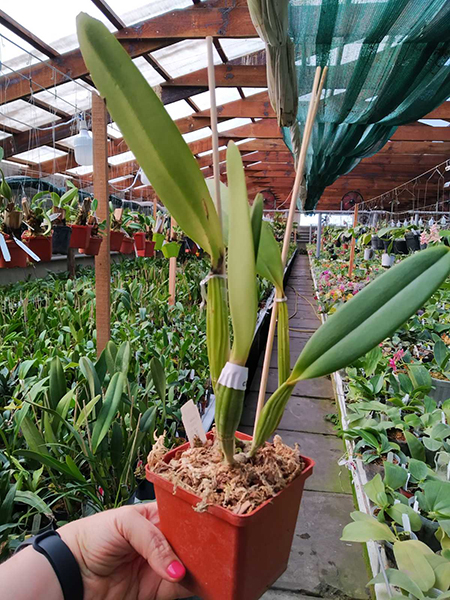 Cattleya lueddemanniana rubra 'Fennel' x rubra 'W'.jpg