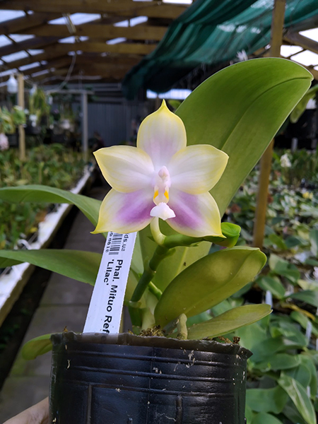 Phalaenopsis Mituo Reflex Dragon 'Lilac'.jpg