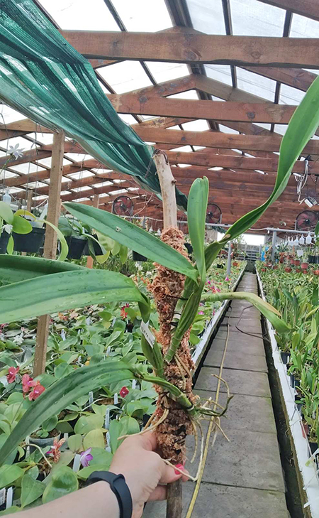 Laelia anceps coerulea 'Fort Caroline'.jpg