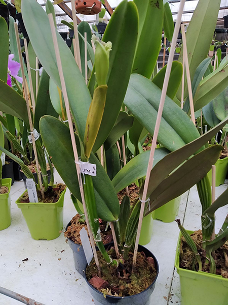 Cattleya labiata coerulea x self.jpg