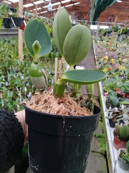 Cattleya walkeriana 'Fatinha' x 'Alan'.jpg